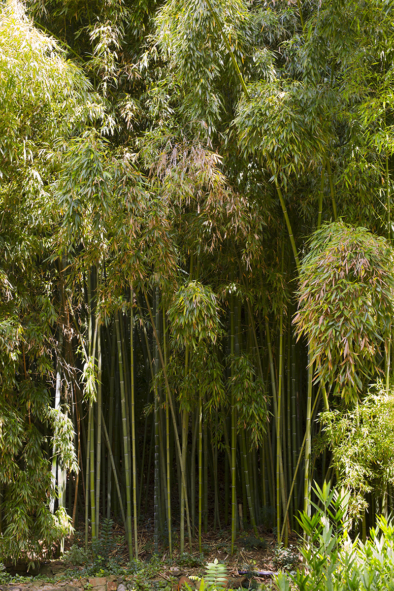 bosque de bambú